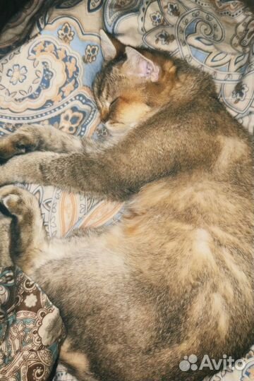 Шотландская золотая шиншилла