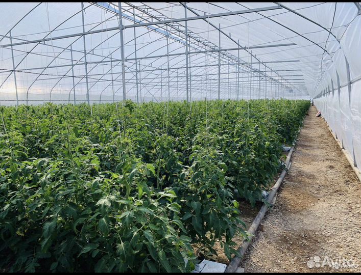 Строительство промышленых теплиц