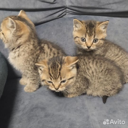 Кошка в дар