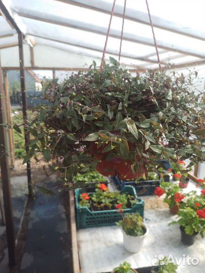 Традесканция