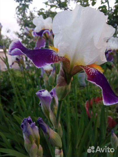 Ирисы бородатые