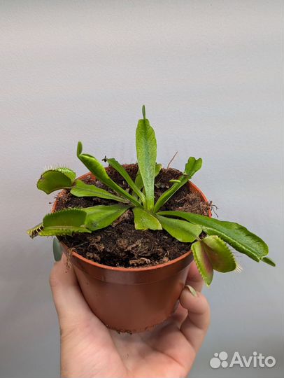 Хищное растение Венерина Мухоловка