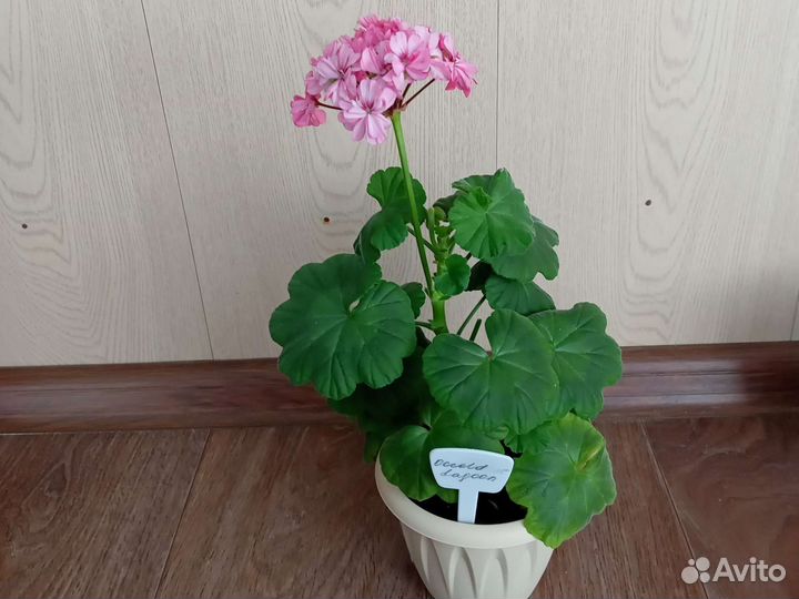 Герань пеларгония