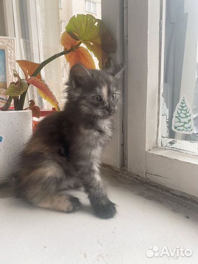 Котята в добрые руки бесплатно