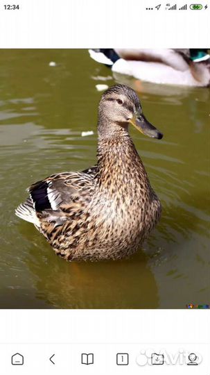 Подсадные утки