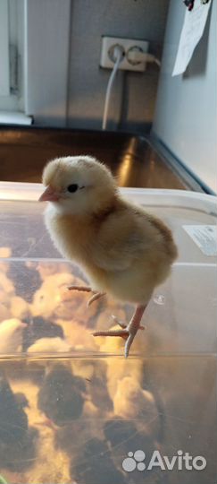Цыплята суточные несушки