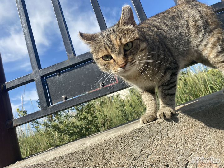 Кошка в дар