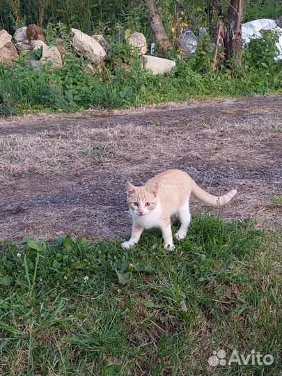 Котята в добрые руки бесплатно
