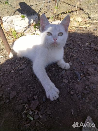 Котята