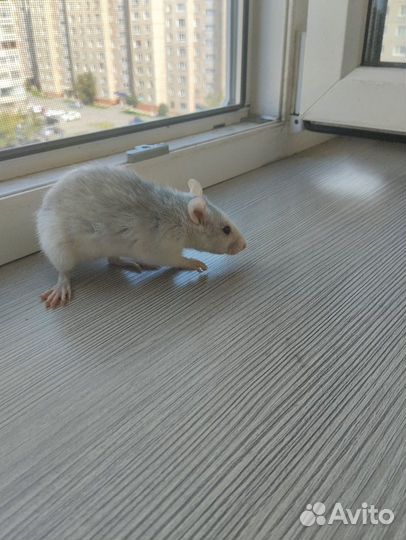 Девочки крыски в добрые руки