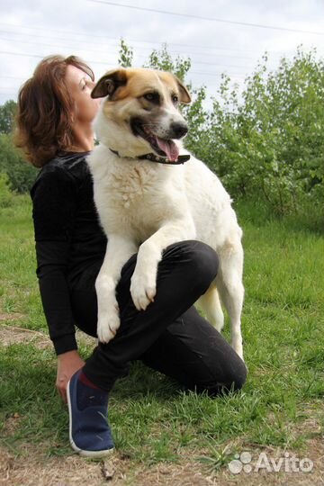 Собака красотка Скарлет в самые добрые руки