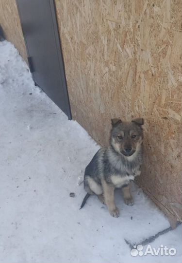 Щенята в дар