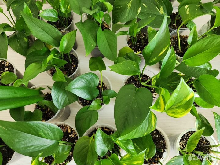 Эпипремнум