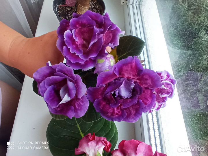 Глоксиния махровая