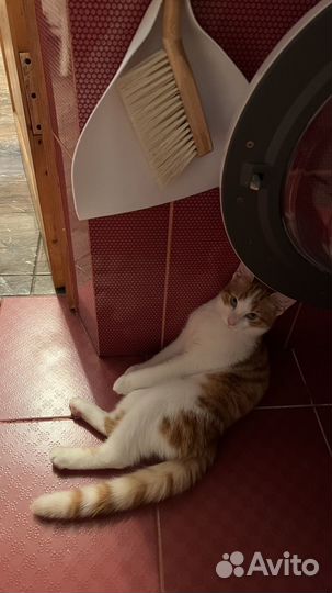 Турецкий Ван котенок