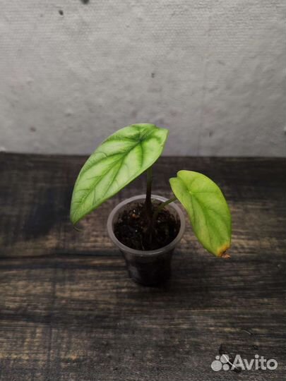 Алоказия : Сильвер Драгон, Блэк Вельвет, Зебрина