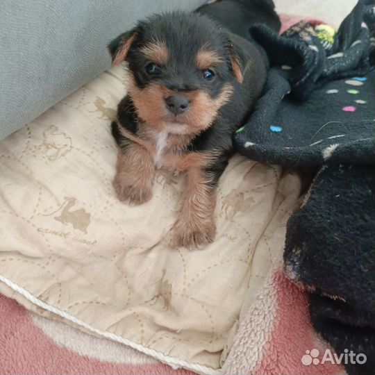 Той-терьер щенки