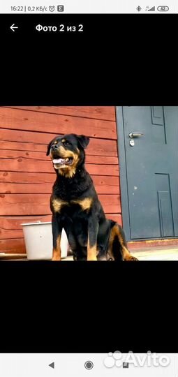 Щенок ротвейлера