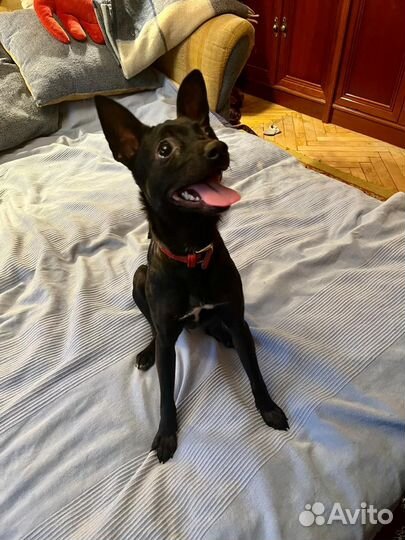 Маленькая собака в добрые руки