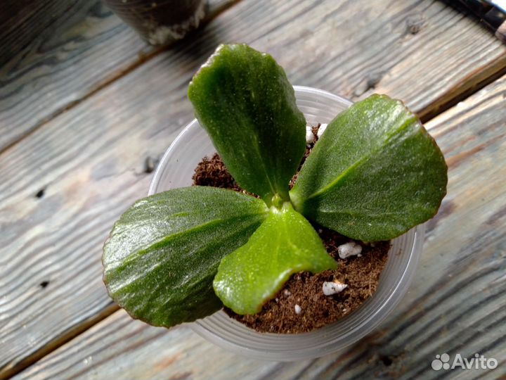 Крассулы коллекционные