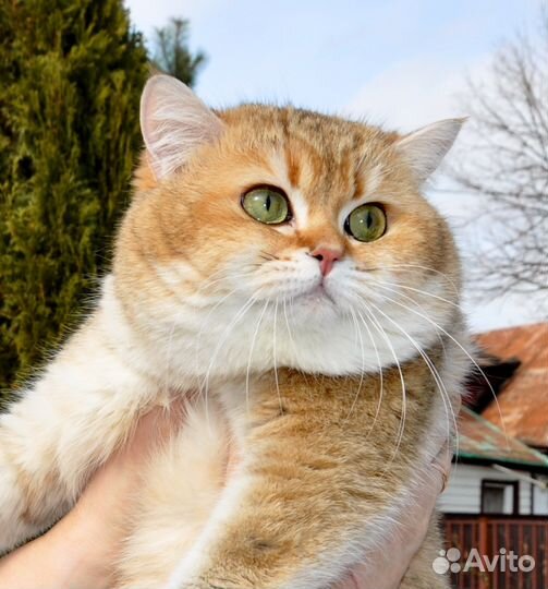 Вязка с золотым котом