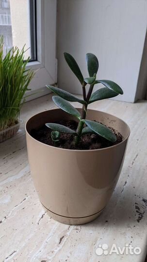 Крассула толстянка