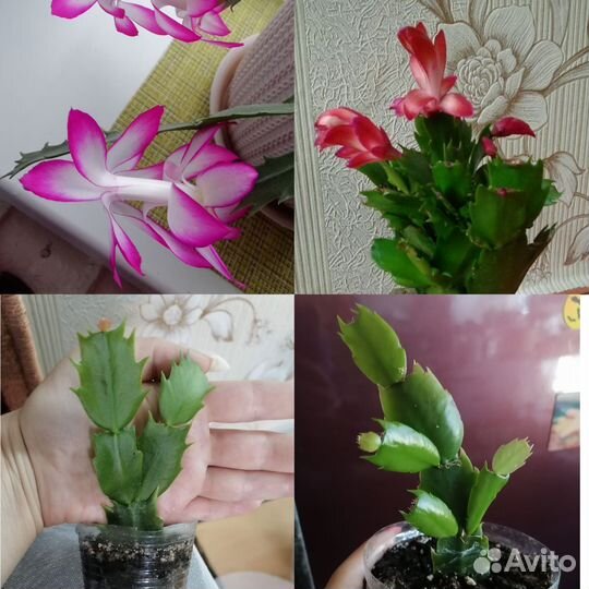 Шлюмбергера сортовые, Рипсалидопсисы, Эпифиллумы