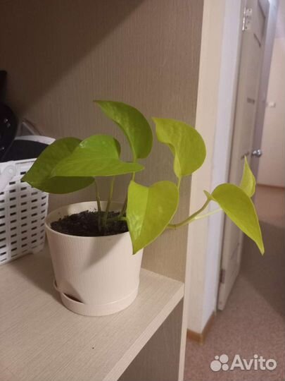 Комнатные цветы