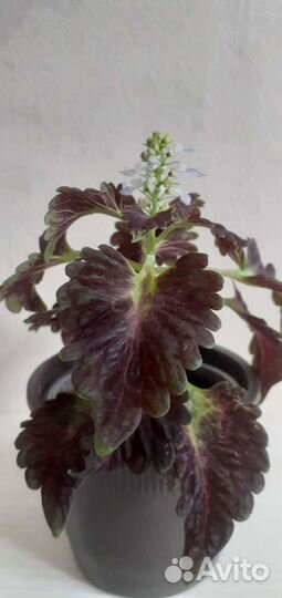 Каллы.Колеус. Амариллис.Сенецио.Фиалки