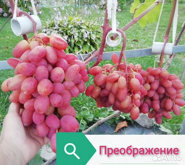 Черенки винограда столовых и технических сортов