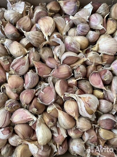 Семена чеснока Любаша