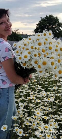 Корни ромашки