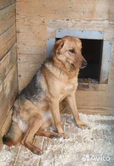 Собака с надеждой в глазах