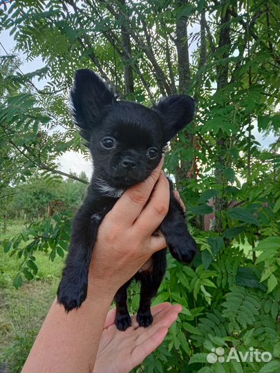 Д / ш мальчик Чихуа