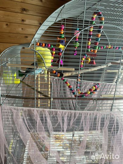 Волнистые попугаи