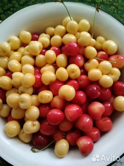 Черешня крупная, домашняя. Временно нет