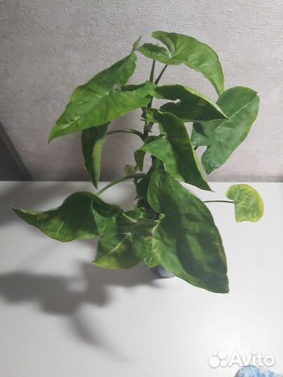 Сингониум вариегатный