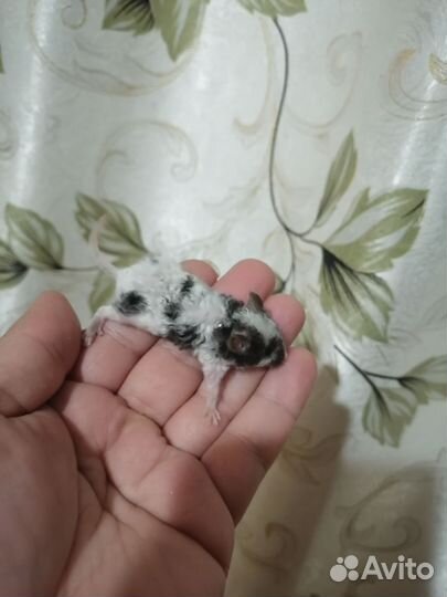Декоративные мышки