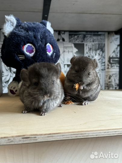 Шиншиллята из питомника