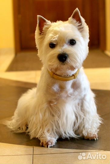 Стрижка собак