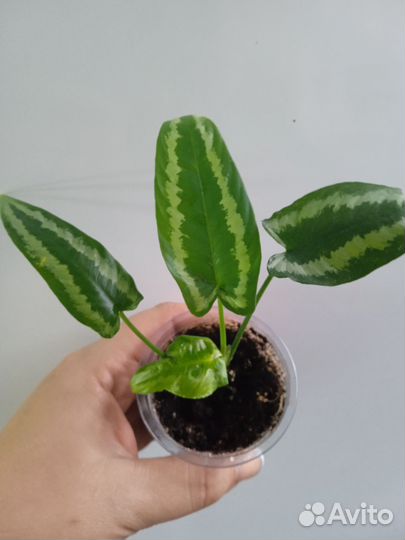 Разные комнатные растения