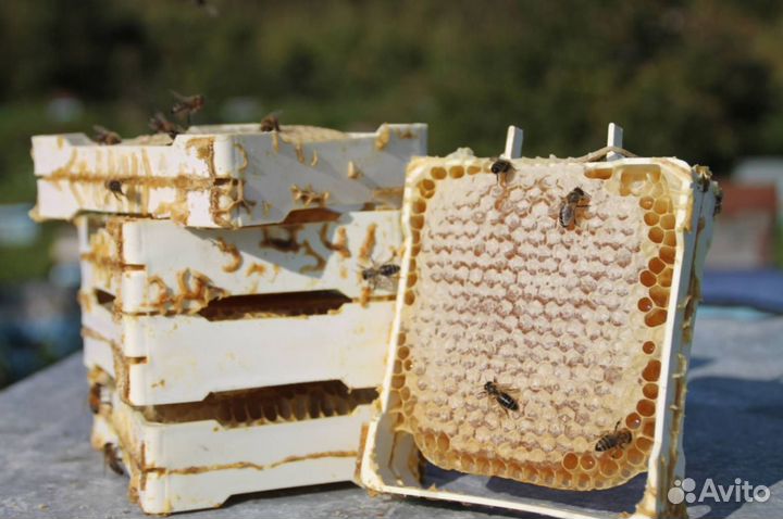 Мёд натуральный из Алтая опт