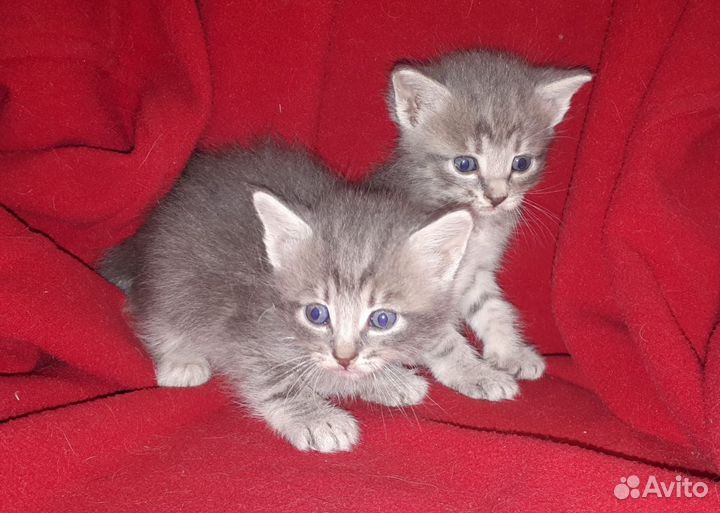 Красивые котята