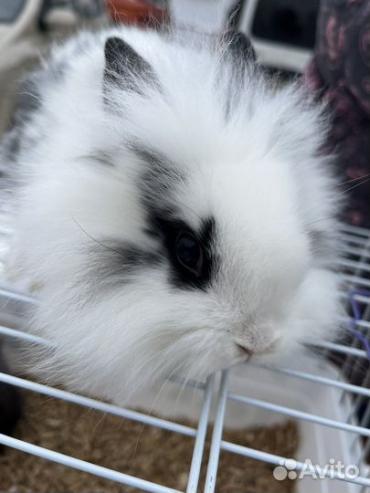 Передержка животных