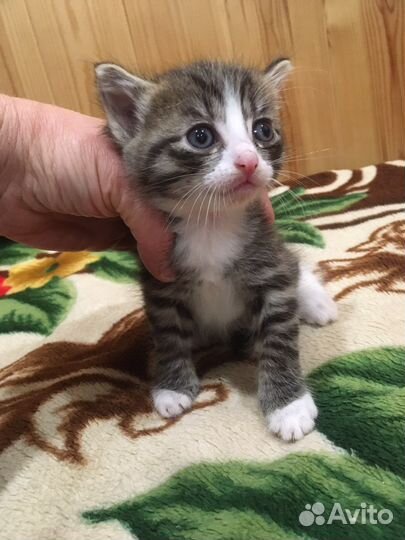 Кошка