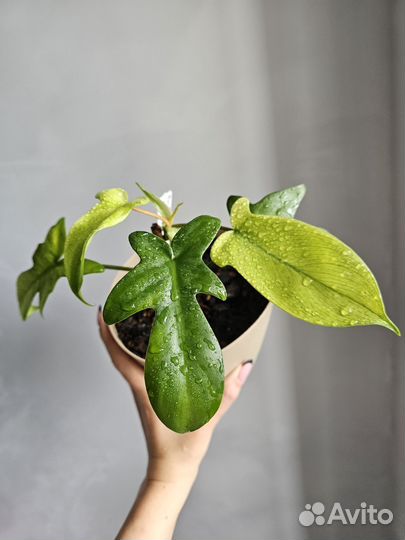 Комнатные растения