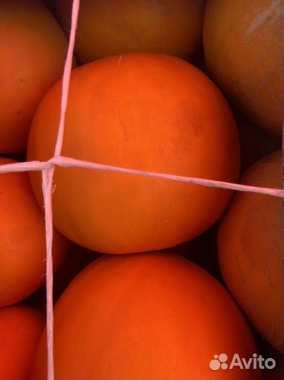 Дыня медовая