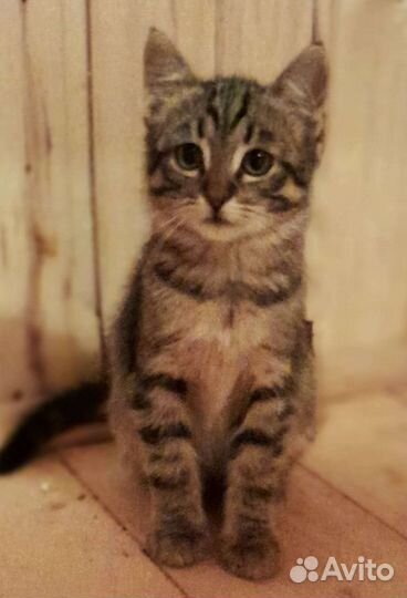 Котенок-девочка в дар