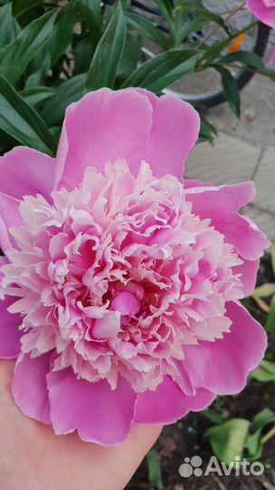 Пионы, астильба