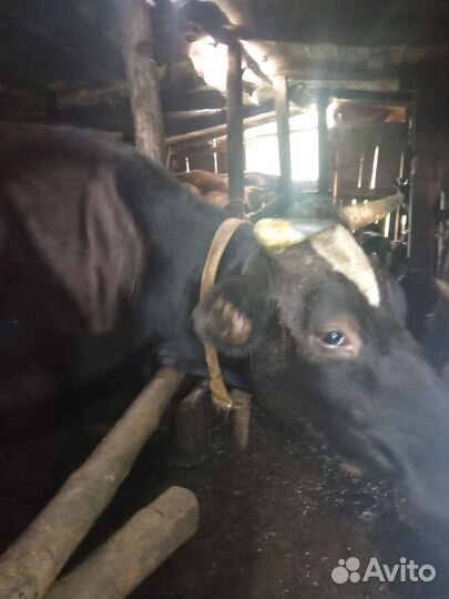 Продается дойная корова